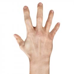 Gilbert Retopo Hand Scan